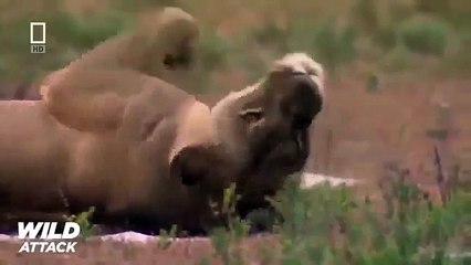 Amazing Documentary HD ★ Lions the Best Hunters Ever ★ Wildlife Documentary 2015