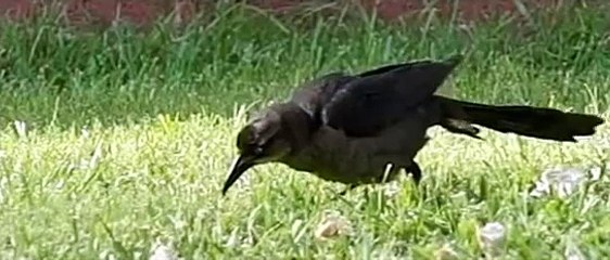 Momma Bird Feeds Baby Bird Natural