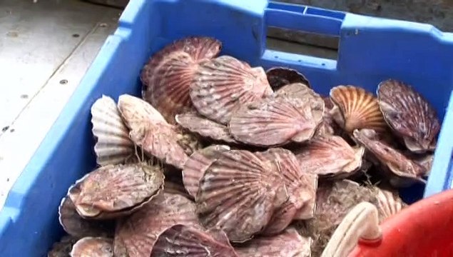 Reportage sur la pêche à la coquille Saint-Jacques en Normandie
