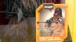 STAR WARS THE FORCE AWAKENS Chewbacca Animatronic Interactive Talking Toy Review Family Video