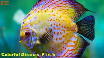 All Beautiful and Colorful Discus Fishes | All Many kinds Of Popular Fishes At Nehru Zoolo Animals World