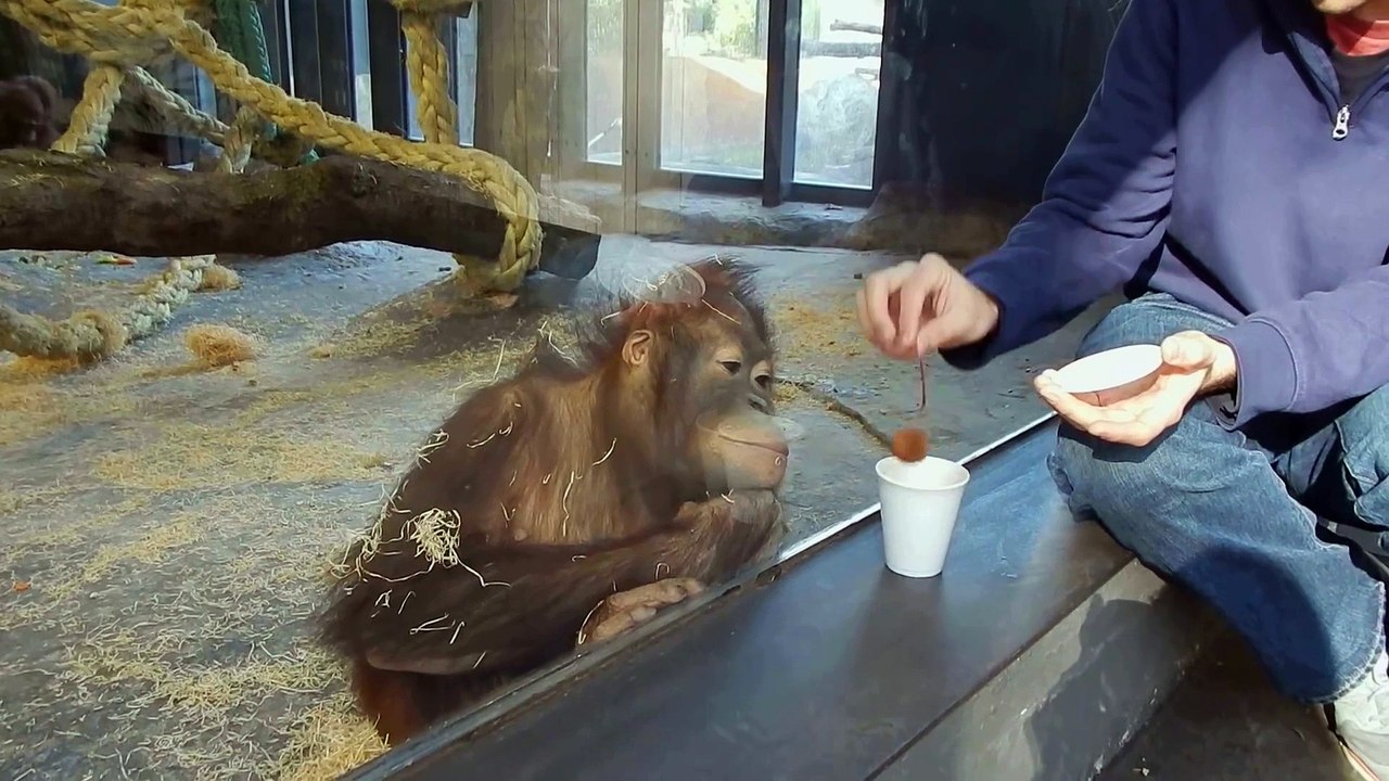 Un Orang outan plié de rire pendant un tour de magie!