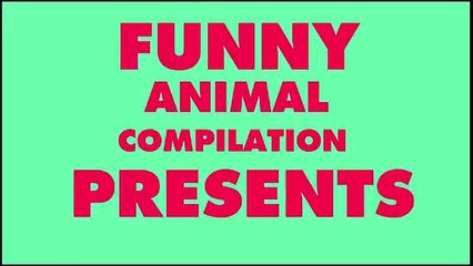 Amazing Dog Tricks Compilation