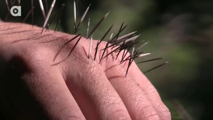 Un homme se fait volontairement attaquer par un porc-epic. Expérience douloureuse