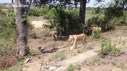 Pride of lions appear beside road in national park