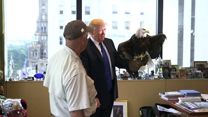 Quand Donald Trump se fait attaquer par un aigle