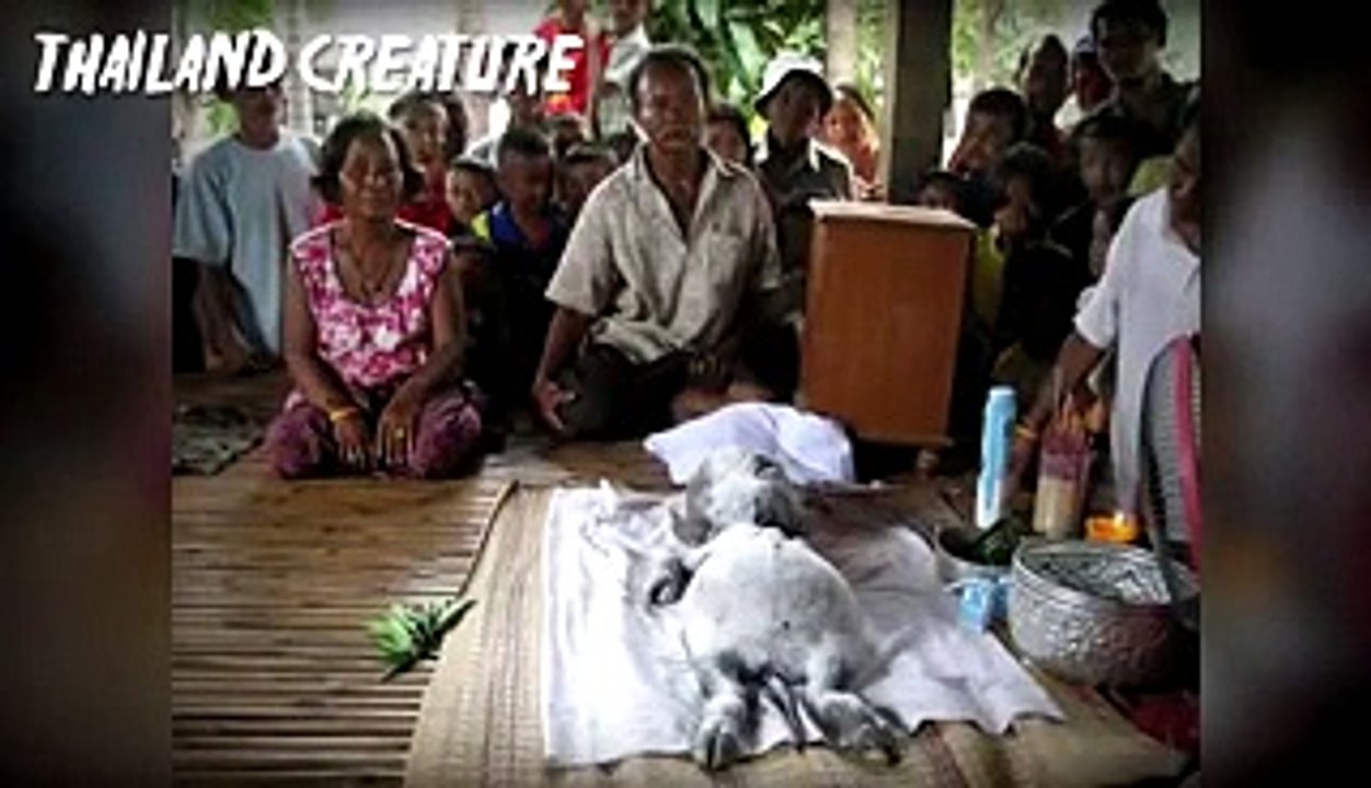 Biggest Unsolved Creature Mysteries