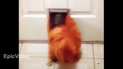 Funny cats video#3