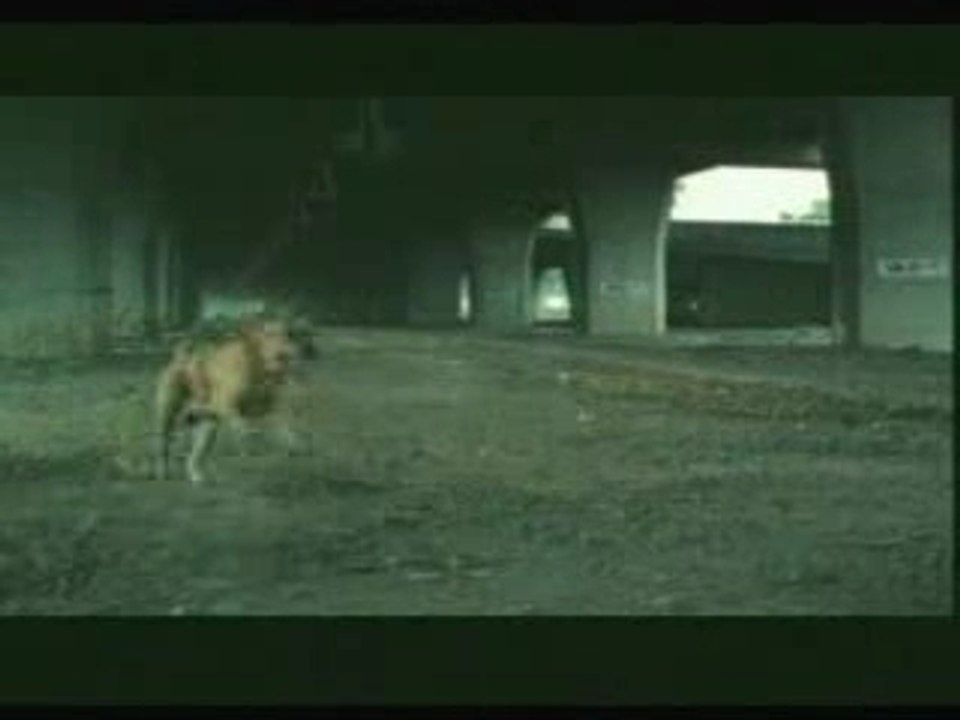 Dog Suicide