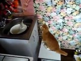Кот испугался живой рыбы!-видео приколы ржачные