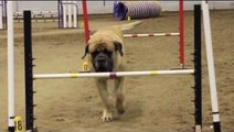 Un chien massif s'essaie (difficilement) à une course d'agility