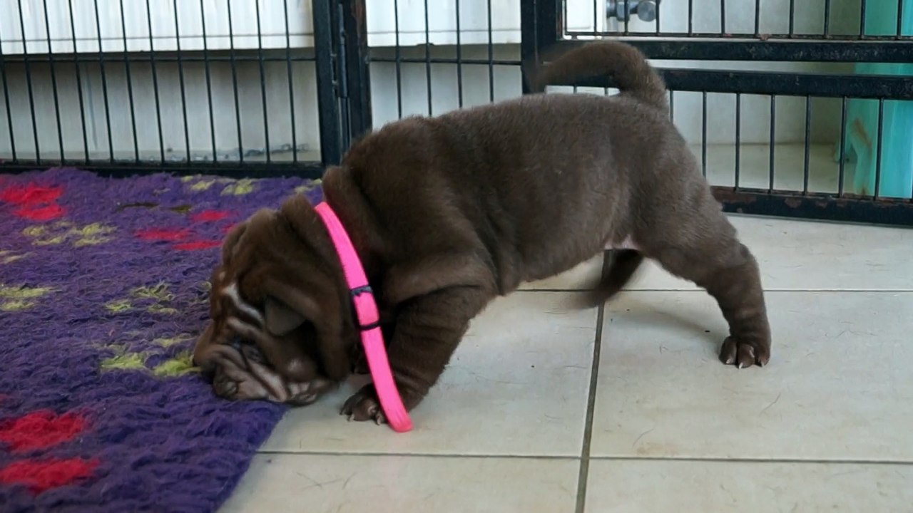 Shar Pei Linux Lilac & Lovely Chocolate du Bois de l'Altaïr 4 Semaines
