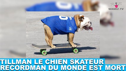 Tillman le chien skateur recordman du monde est mort! Aujourd'hui dans la minute chien #64