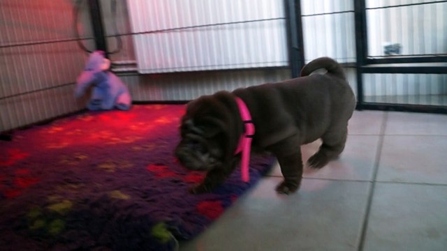 Shar Pei Lovely Chocolate Girl & Lipton Chocolate du Bois de l'Altaïr 4 Semaines