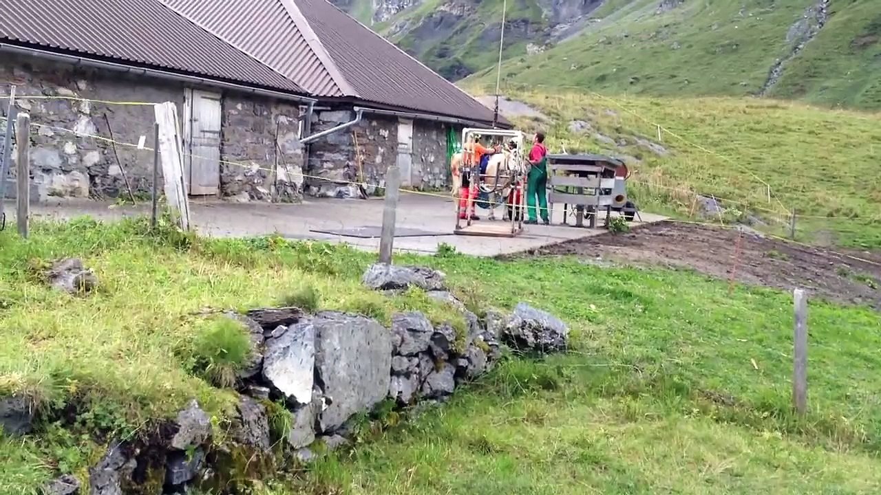 Une vache suisse héliportée