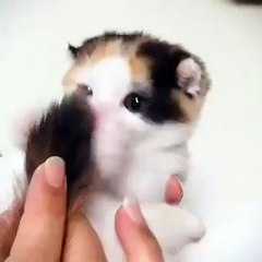 In Just 15 Seconds, You Will Be Changed Fur-Ever!