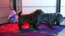 Shar Pei Lusty Blue et LoL Chocolate du Bois de l'Altaïr 4 semaines