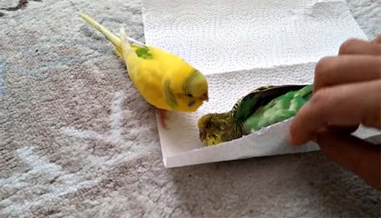 Periquito recusa-se a deixar o seu amigo morto... Muito comovente e triste...