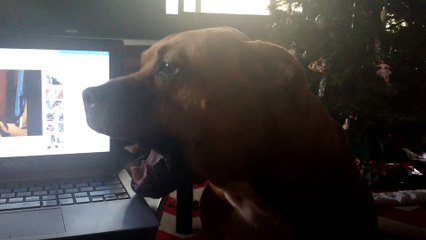 Pitbull dog is so funny to watch trying to Howl!!