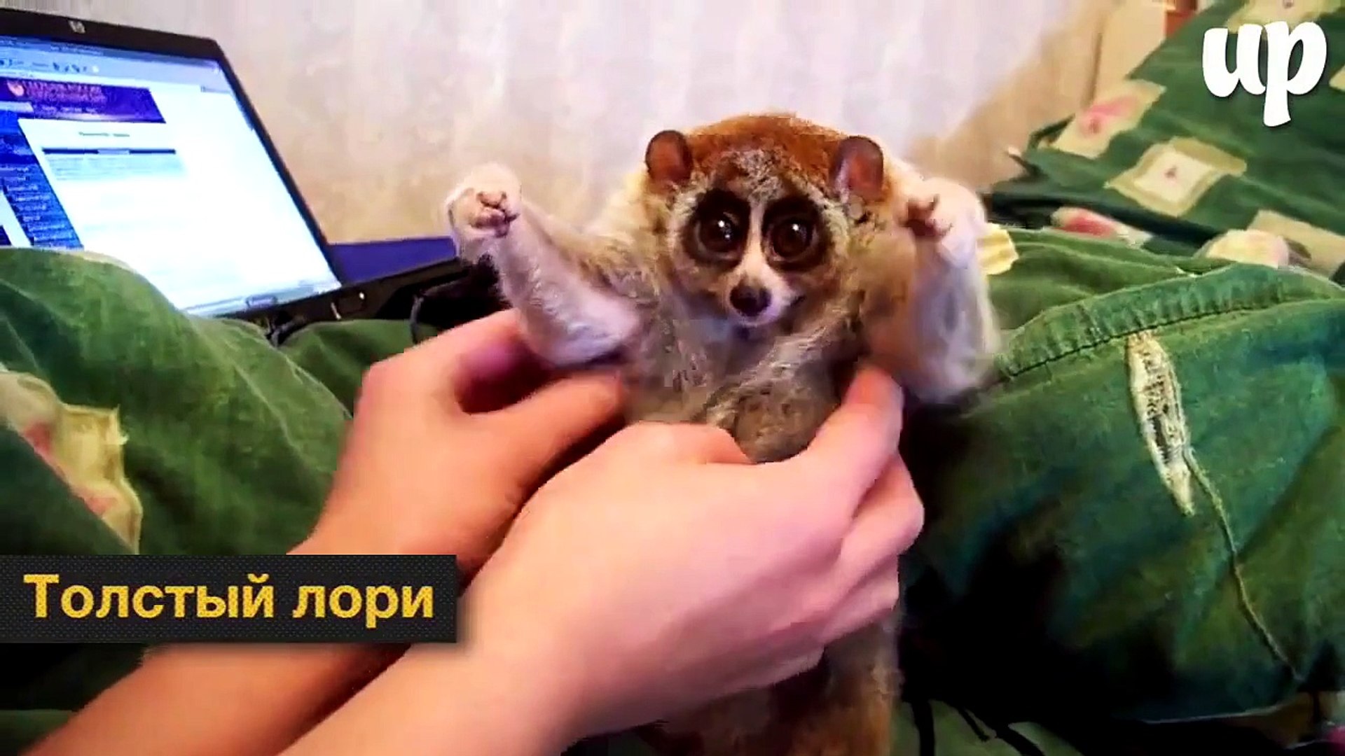 ⁣Экзотические животные, которых хочется тискать вечно