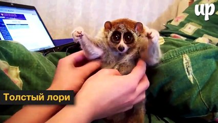 Экзотические животные, которых хочется тискать вечно