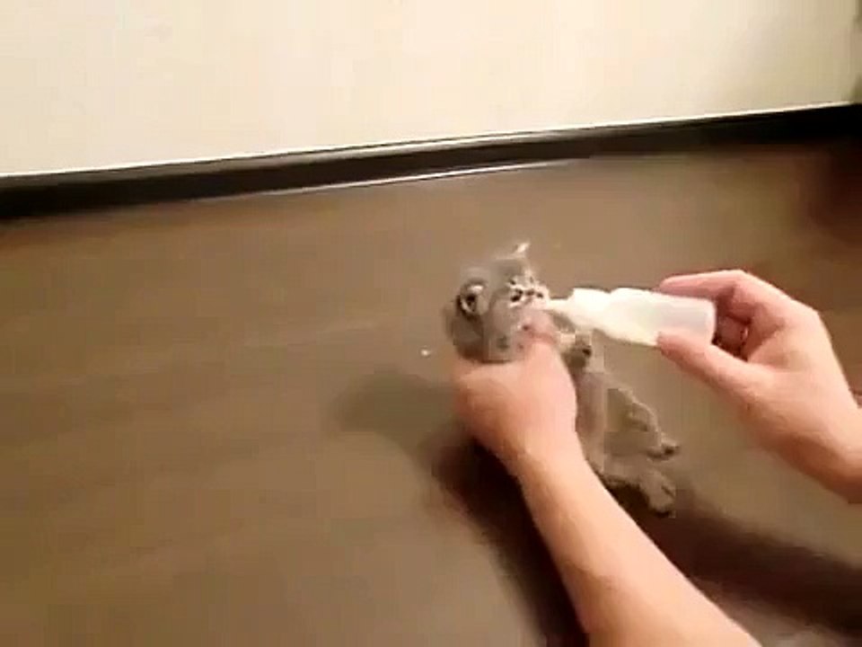 Милота