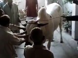 Very Very Dangerous Bull  For  Qurbani Got Out Of Control  on Eid Ul Adha