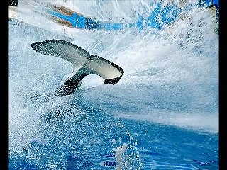 RELAX OR STUDY WITH NATURE SOUNDS: Whale Song and Ocean Waves / 1 hour