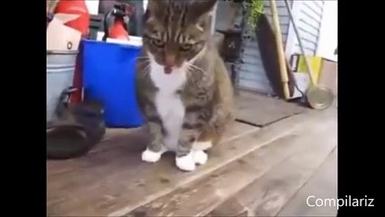 Dancing Cats Compilation best funny ever