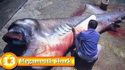 15 Unbelievable Sea Creatures