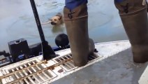 Un chien en train de se noyer dans une rivière gelée sauvé par des russes