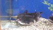 Catfish eats another fish in Aquarium and swallows it entirely!