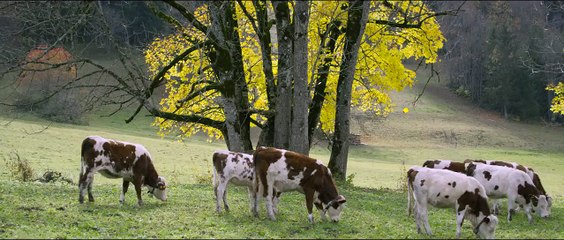 Candide Thovex et sa pub pour la Audi quattro