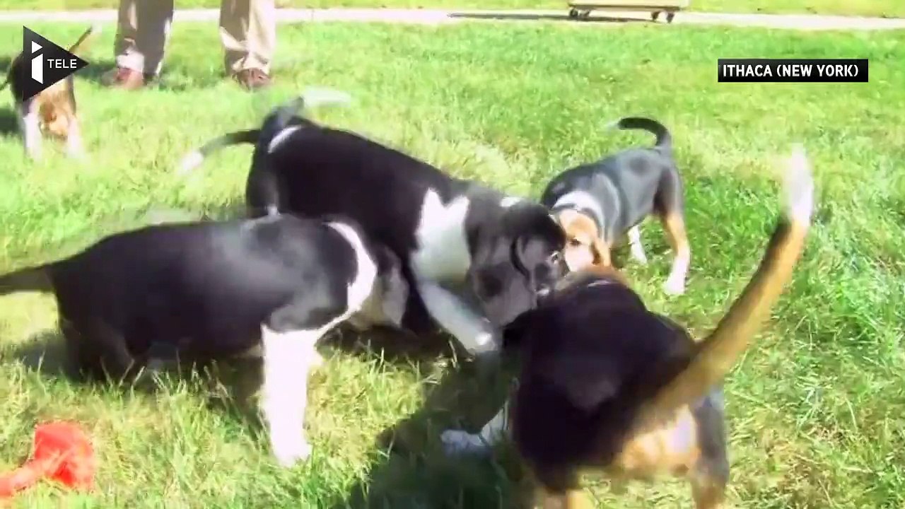 Des chiots éprouvettes ont vu le jour aux Etats-Unis, une première mondiale