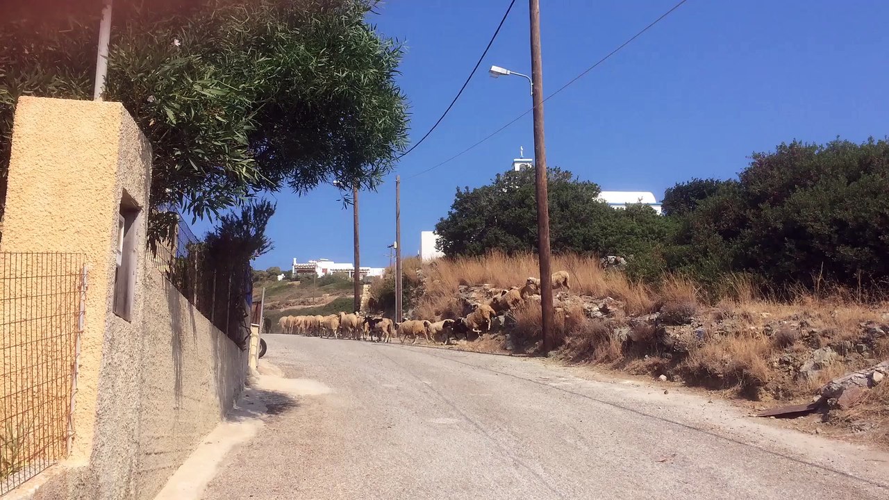 Ziegenherde auf Lipsi- Greece 2015