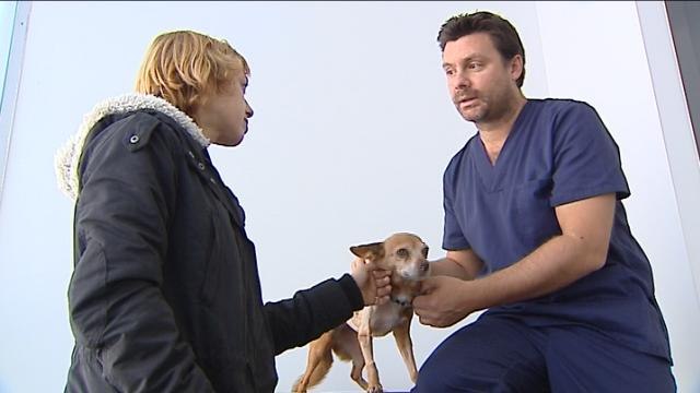 Un hospital especializado para el cáncer en mascotas abre en Valencia