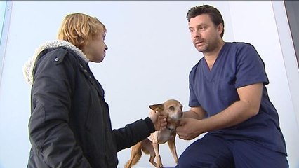 Un hospital especializado para el cáncer en mascotas abre en Valencia