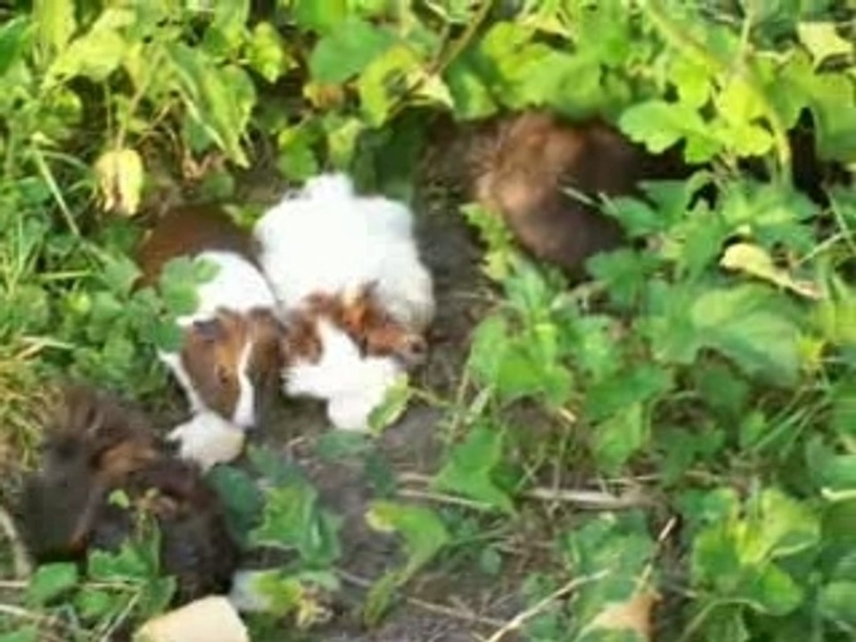 Mes animaux