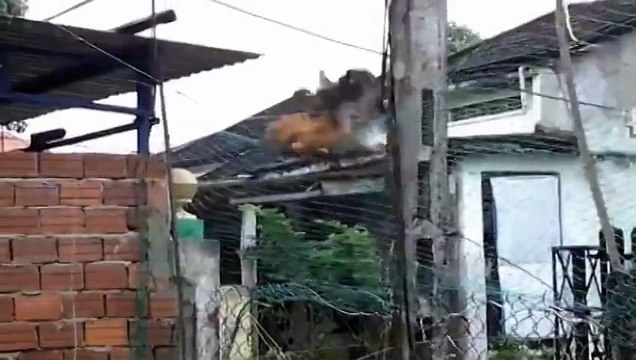 Vũ điệu của gà - Gà nhảy theo nhạc