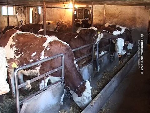 Balanovići iz Osanice čuvaju 80 muzara, 10. decembar 2015. (RTV Bor)