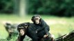 Americas Plan To Save Chimpanzees