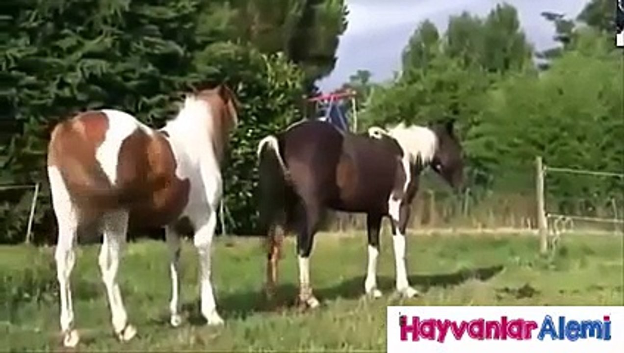 15 DK At Çiftleşmesi Videosu