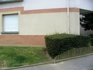 Saut baptiste arbuste