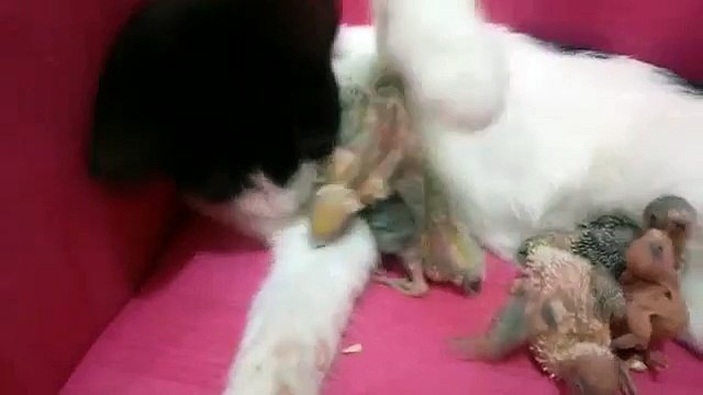 WWW.IZLEVIDEO.NET-Yavru Muhabbet Kuşları ile Kedinin Oyunu