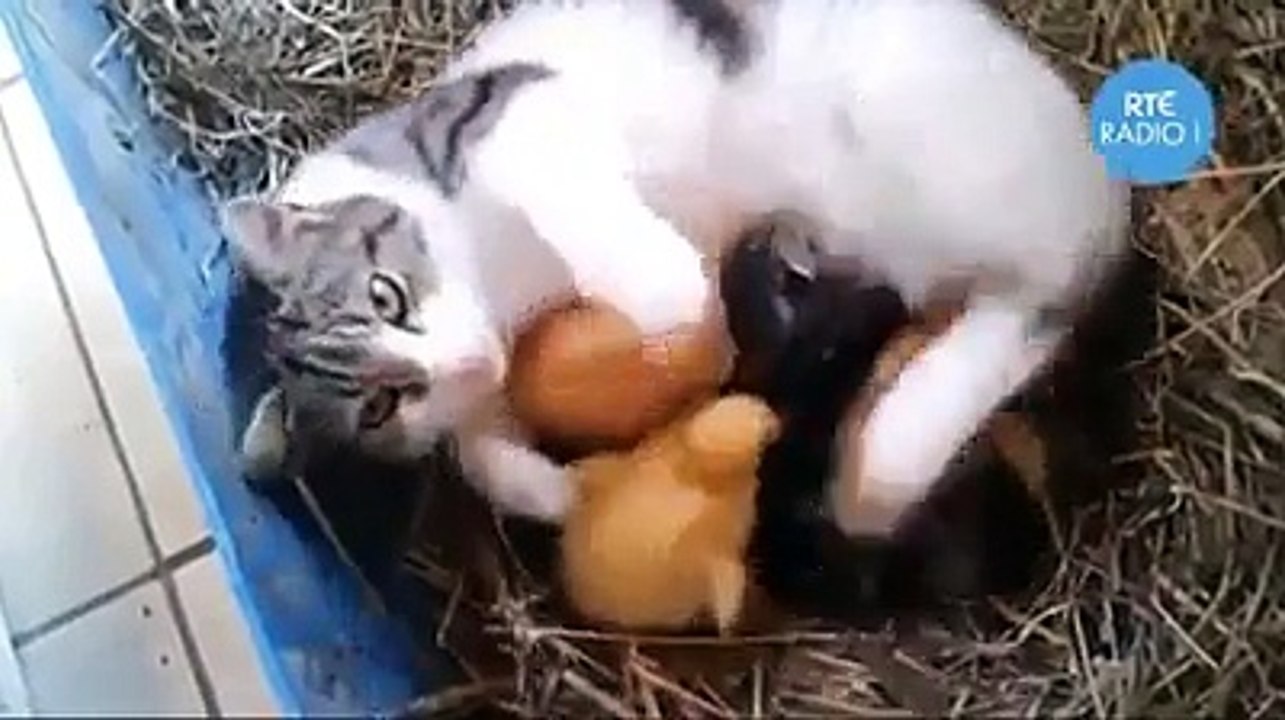 love and compassion