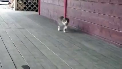 кот идёт как конь Котоконь