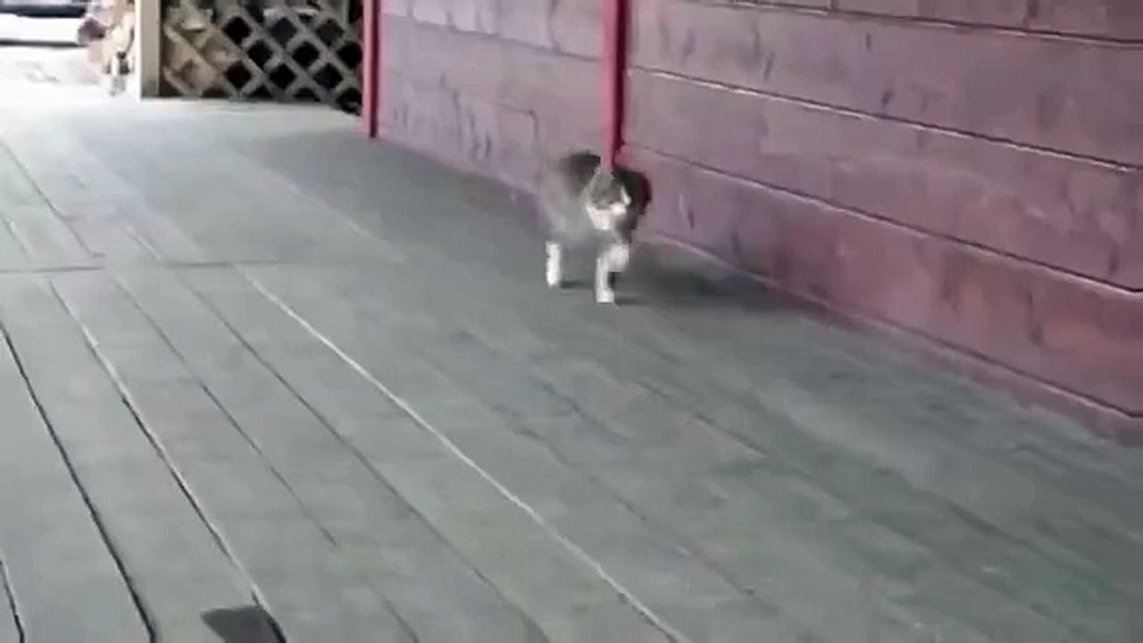кот идёт как конь Котоконь