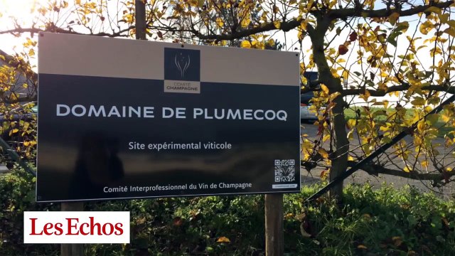 Champagne : un vignoble expérimental pour préparer le vin de demain, version durable