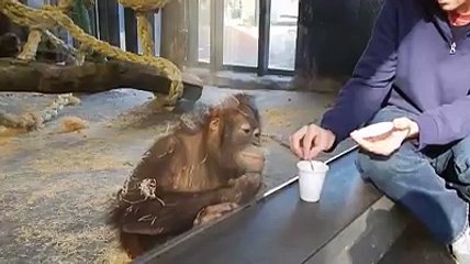 Funny Magic Trick with Monkey!! Hilarious