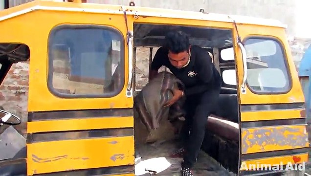 Спасение собаки, которая покрылась коркой от чесотки